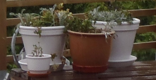 En tragisk anblick/A tragical view.