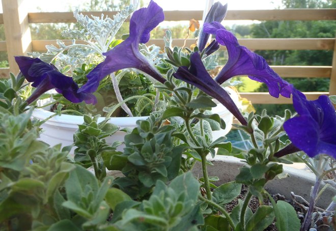 De vaknar upp/They wake up.