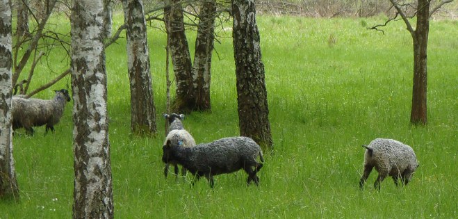 Kraepplafaar02-maj2015