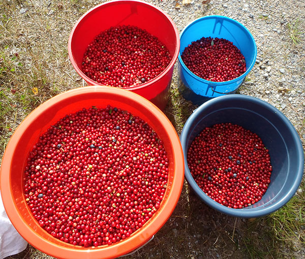 Lingon, ungefär 32 liter av dem. Lingonberries, about 32 litres of them.