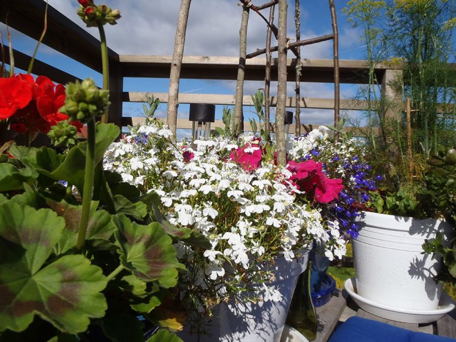 Blomkrukorna börjar äntligen leva upp/The flower pots are finally starting to live up