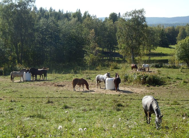 Hästar.../Horses...