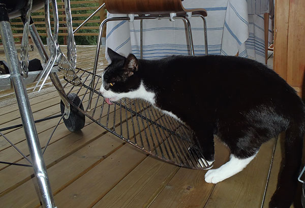 En hjälpande hand (tunga?)/A helping hand (tongue?)