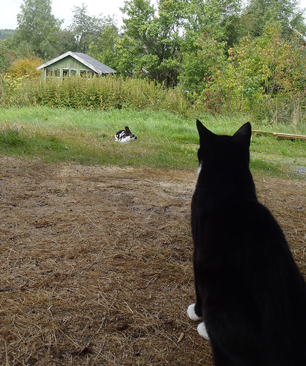Kanin och katt/Rabbit and cat