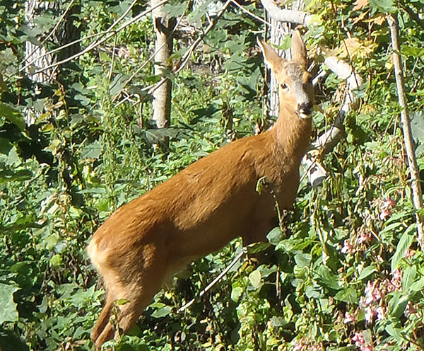 "Våra" rådjur/"Our" 
