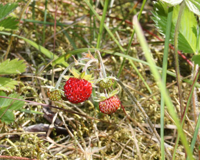 Många, många!/Many, many!