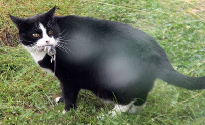 Ett av alla bytena./One of all the preys.