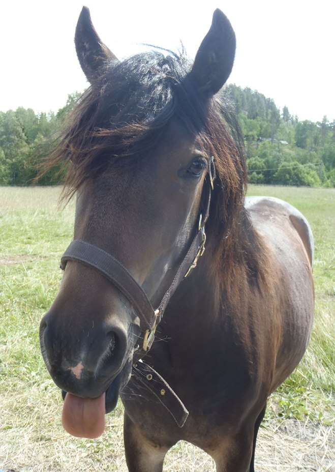 Lipar han åt oss? Nej, han bara retas.../Is he sticking out his tongue at us? No, he is just teasing...