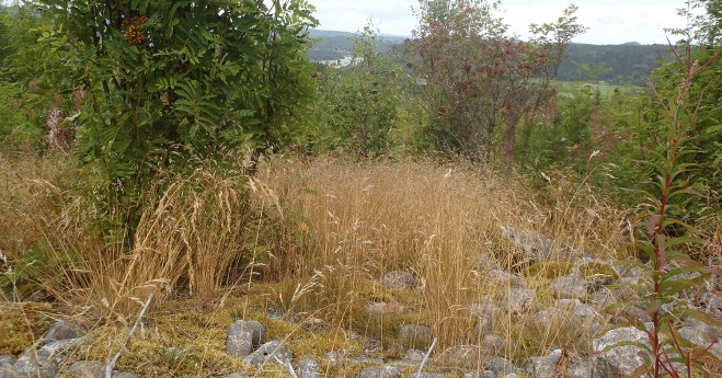 På vägen upp noterade vi att det har varit kustlinje här uppe någon gång. Landhöjningen fortgår!/On the way up, we noted that the coastline was up here at some time in history. Land uplift continues!