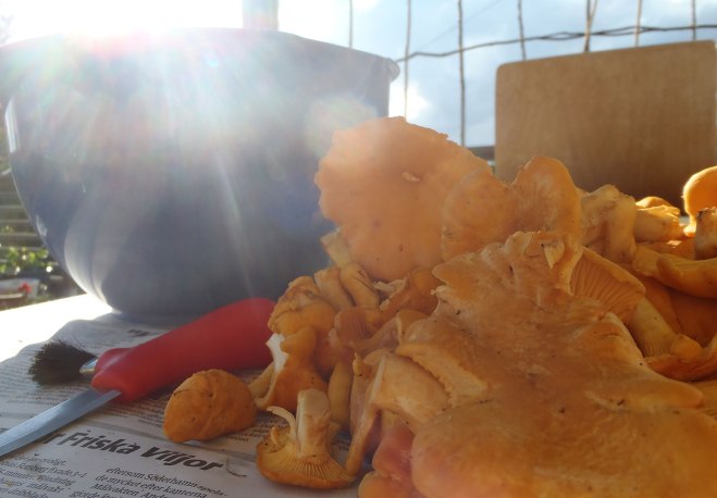 Mesta rensningen görs i skogen, men lite mer krävs./Some cleansing is done in the forest, but a little more is required.