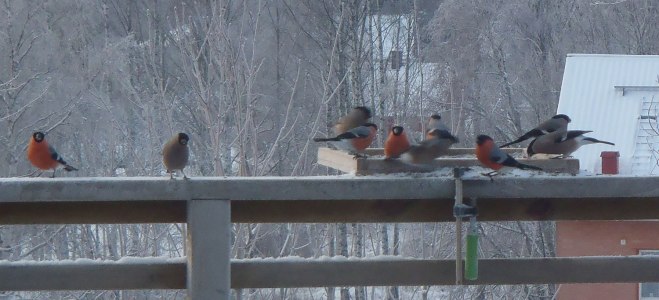 Domherrar/Bullfinches