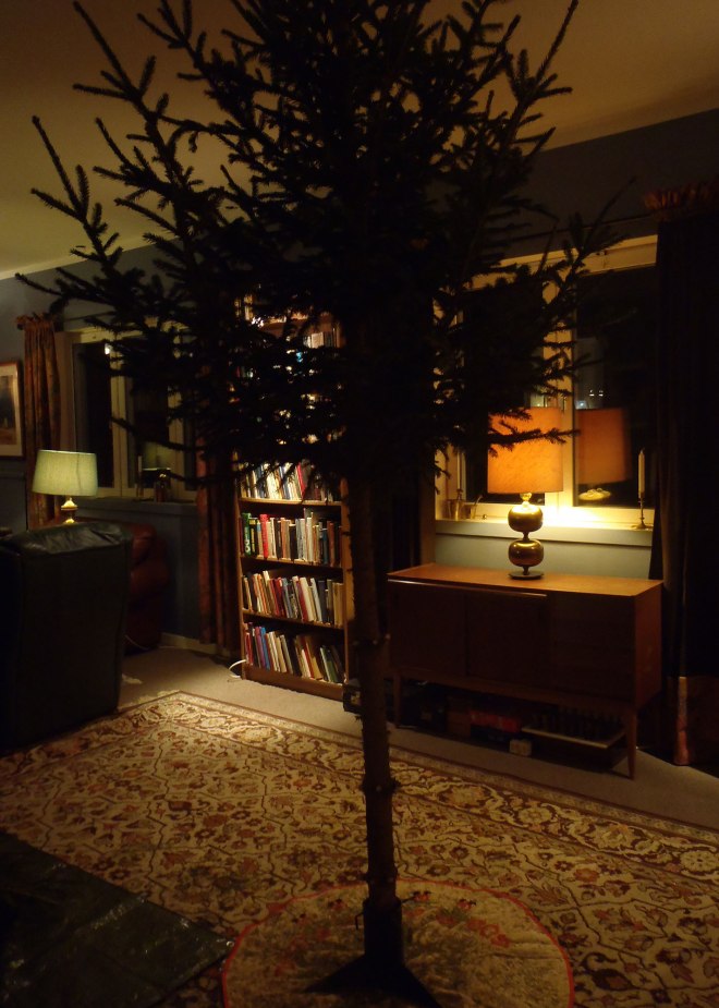 Mer och mer lik en pudel./More and more like a poodle.