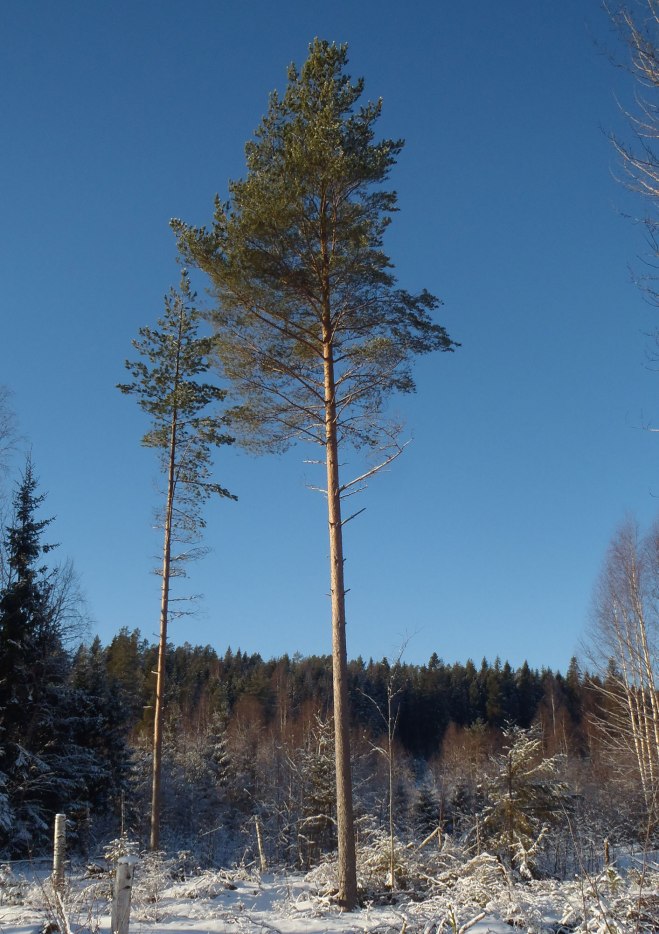 Stolt tall./Proud pine.