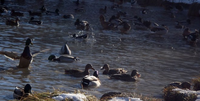 2017-02-25-ragsv-runda03