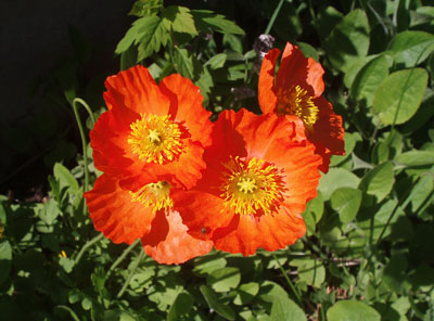 Lycklig i solen/Happy in the&nbsp;sun