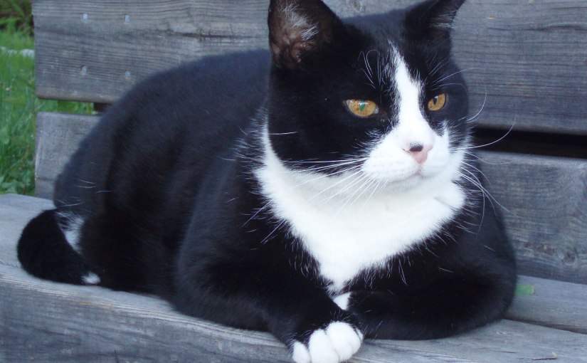 Katten Fido har flyttat in/Fido the Cat has moved&nbsp;in