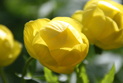 Sommarblomma/Summer flower