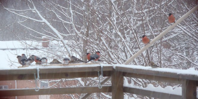 Julfåglar./Christmas birds.
