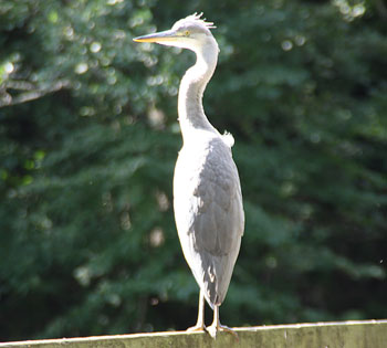 Häger./Heron.