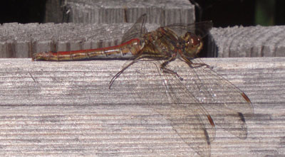 Slända./Dragon fly.