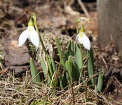 Snödroppar./Snow drops.