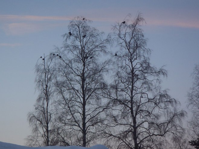 Fåglar. Birds.