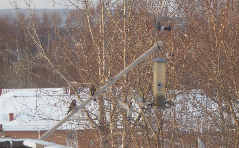 Vinter och fåglar/Winter and&nbsp;birds
