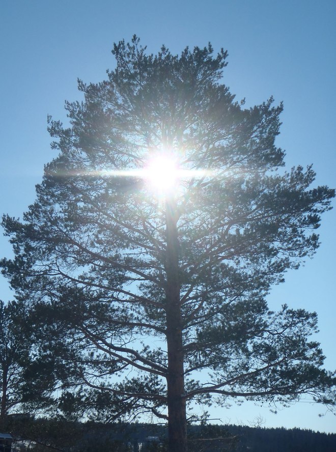 Sol genom trädkrona.