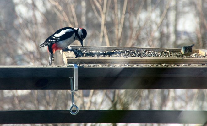 Hackspett på fågelbordet