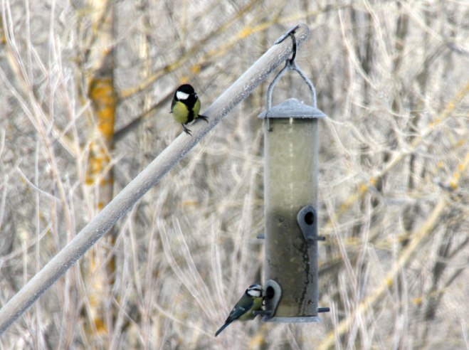 Fåglar på fågelmataren