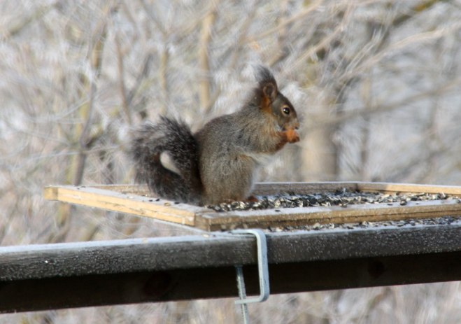 Ekorre på fågelbordet
