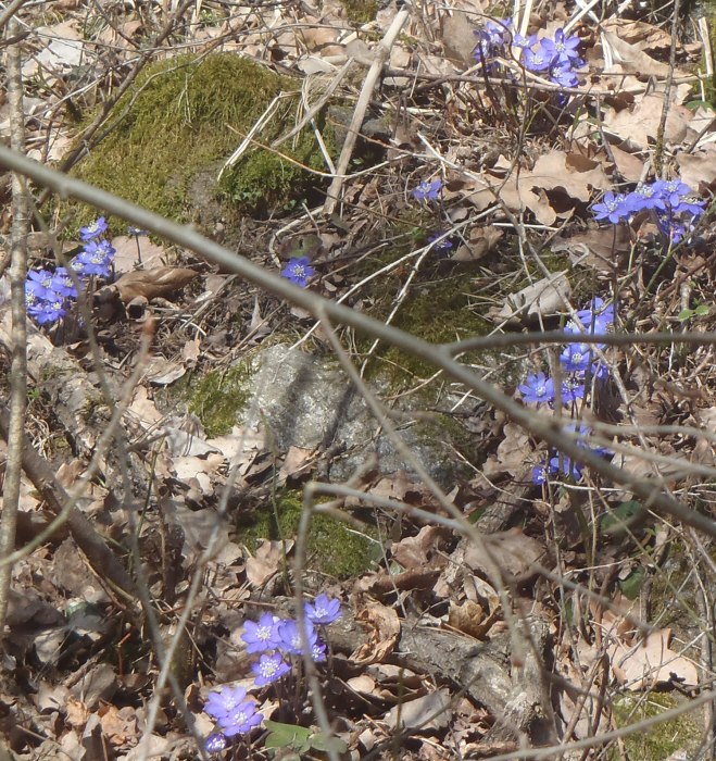 Blåsippor! Hepatica!