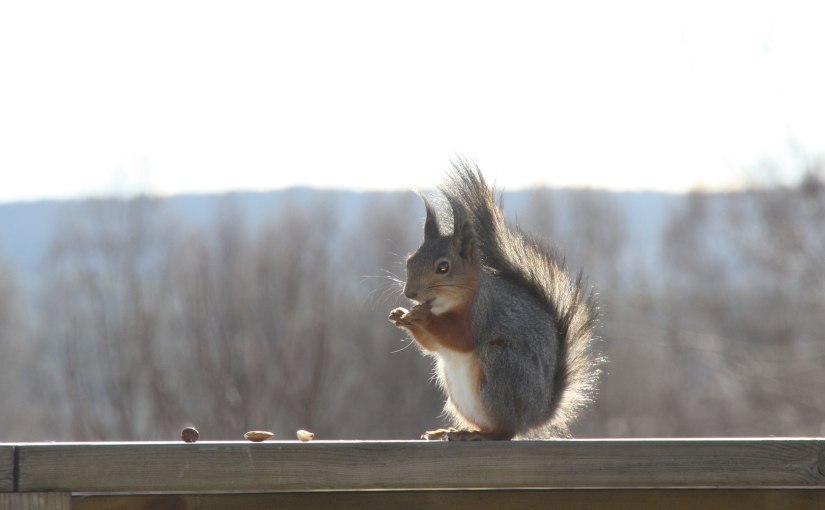 Vår orädda ekorre/Our fearless&nbsp;squirrel