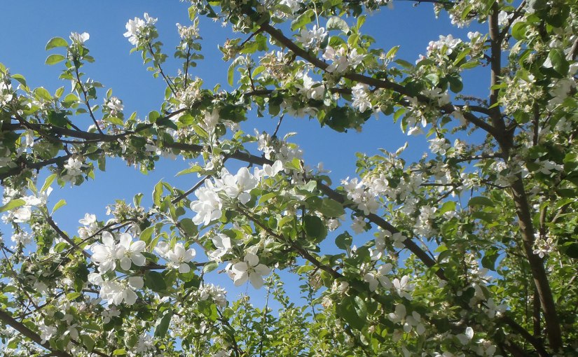 Träd och buskar som blommar/Trees and bushes that&nbsp;bloom