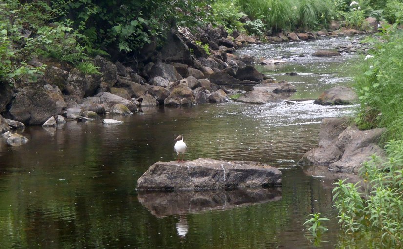 Varm sommar/Warm summer