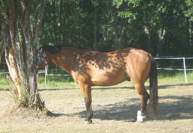 Varm häst/Warm horse