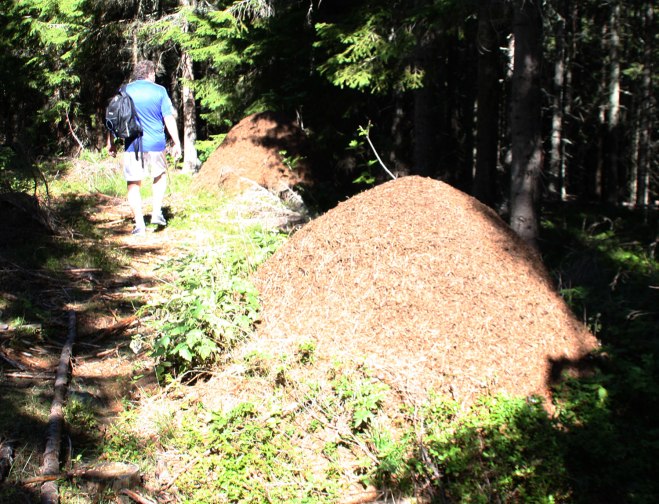 Två stora myrstackar mycket nära varandra.