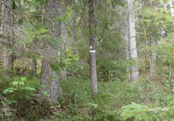 Vägen upp, naturreservat. The route up, nature reserve.