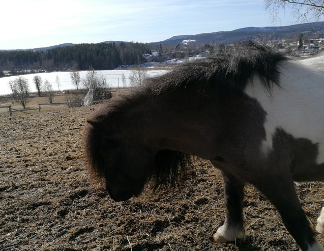 Ponny vid Gumåsviken.