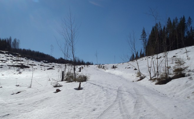 Vägen upp över hygget. The way up over the felling area.