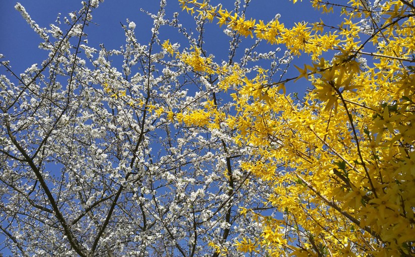 En blommig promenad/A floral&nbsp;walk
