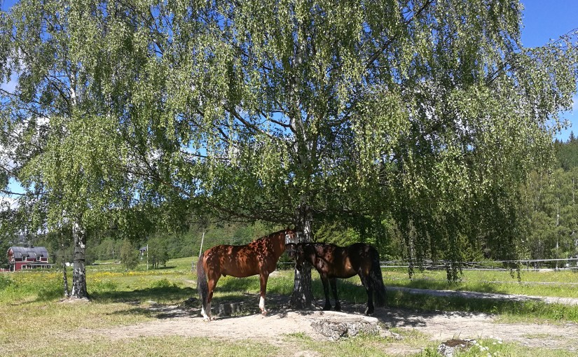 Den vanliga promenaden/The usual&nbsp;walk