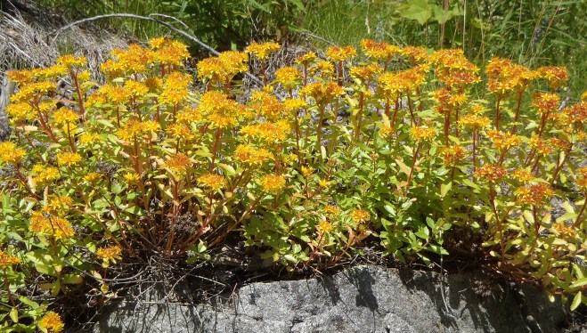 Blommor vid Kyrkviken