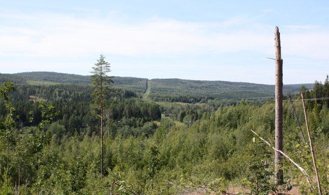 Skog och kraftledningsgata.