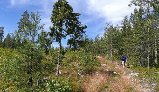Skogsstig förbi hygge.