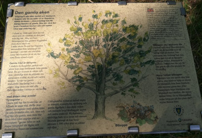 Skylt med beskrivning av eken.