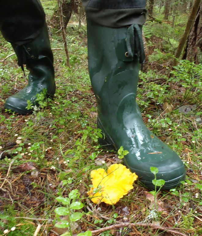 Stora kantareller jämfört med stövel.
