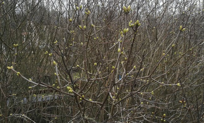 Knoppar på buskarna.