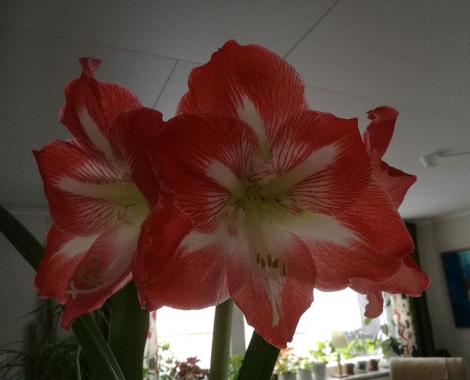 Amaryllis