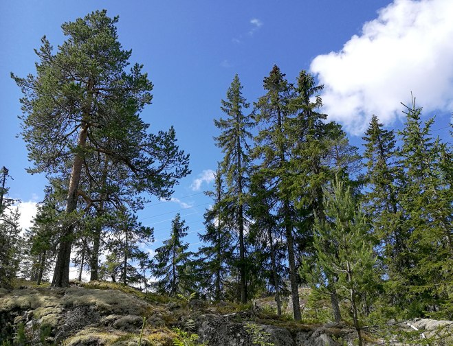 Ylvas klippiga motiv